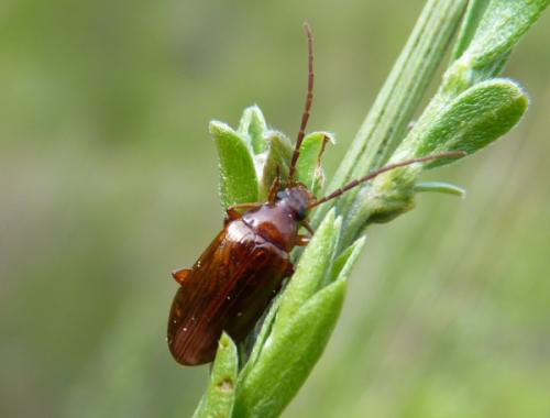 Réf. 347 042 : Alleculinae inconnu